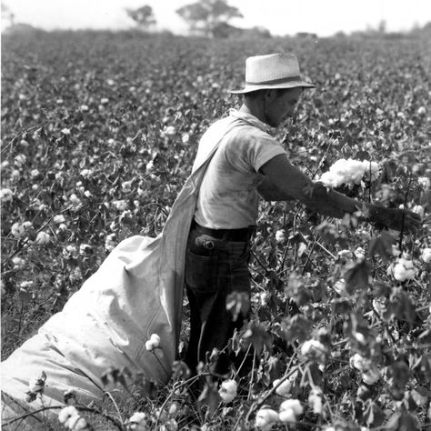 North Alabama, Cotton Fields, Time Of The Year, Alabama, The Year