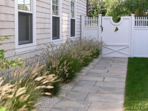 Fountain Grasses(Pennisetum), with their bottlebrush plumes, soften the walkway of this lovely coastal cottage home in in Westport, Connecticutt. Photography courtesy of Janice Parker Landscape Architects. Gardenista Connecticut Coast, Coastal Landscaping, Walkway Landscaping, Farmhouse Landscaping, Grasses Landscaping, Coastal Gardens, Landscape Architects, Beach Cottage Style, Home Landscaping