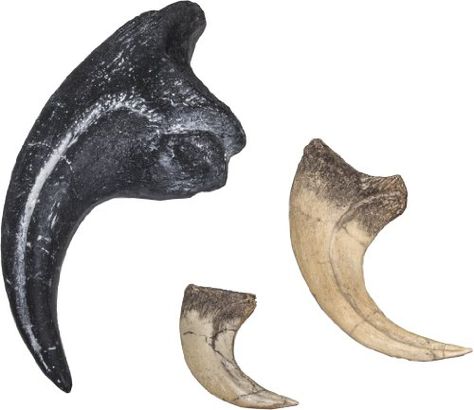 Dinosaur Claw Set : Allosaurus, Velociraptor and Deinonychus Skulls Unlimited International Velociraptor Claw, Dinosaur Claw, Bear Claw Necklace, Skull Model, Cretaceous Period, Megalodon Tooth, Claw Necklace, Bear Claws, Themes Photo