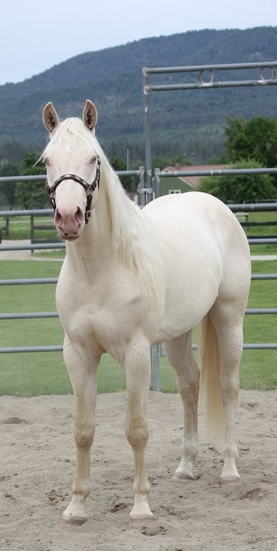 Horses For Sale Near Me, White Quarter Horse, Quater Horses, Bay Roan Quarter Horse, Quarter Horses For Sale, Percheron Quarter Horse Cross, Working Cow Horse, All Horse Breeds, Horse For Sale