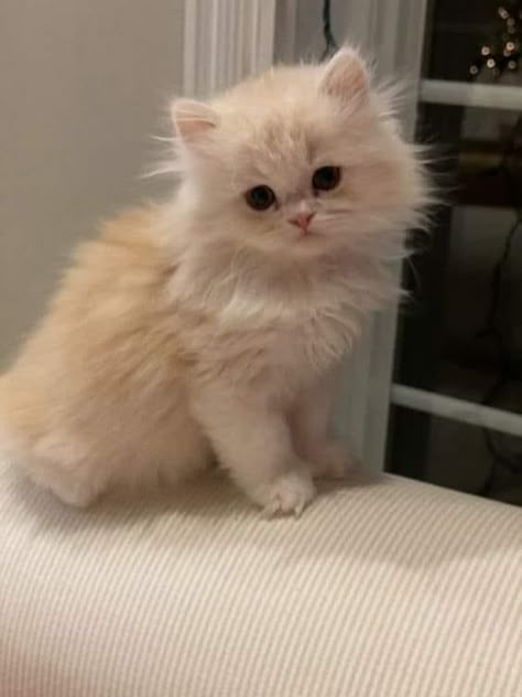 Persian Kitten Aesthetic, Ginger Persian Kitten, Doll Face Persian Kittens, Dream Pet Cat, Cute Kittens Pictures, White Ragdoll Kitten, Persian Cat Aesthetic, Cute Persian Cats, Aesthetic Cat Pictures