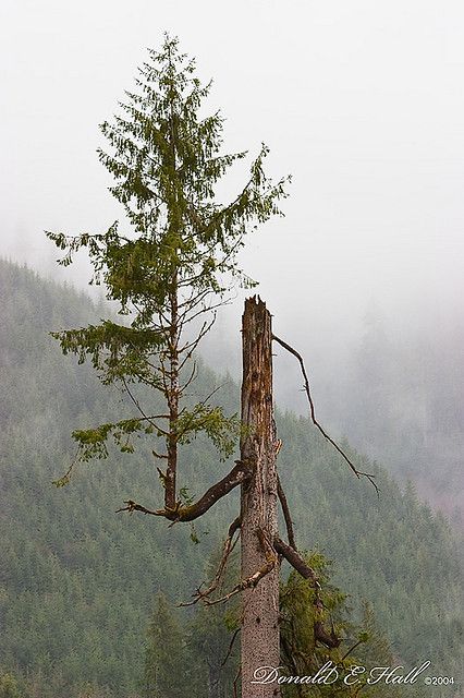 Weird Trees, Image Nature, Old Trees, Unique Trees, Tree Hugger, Nature Tree, Tree Forest, Beautiful Tree, Tree Art