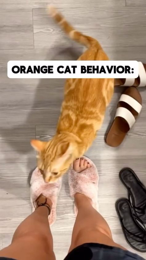 𝘊𝘢𝘵𝘓𝘰𝘭𝘭𝘪𝘦𝘴 | Orange Cat Behavior #orangecat #orangecats #cats #catsmemes | Instagram Cute Animal Memes, Cute Cats Photos, Orange Cats, Cute Funny Babies, Funny Animal Jokes, Cat Scratcher, Cat Behavior, Kittens Funny, Funny Cat Memes