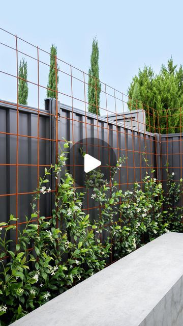 Star Jasmine On Fence, Wrap Around Garden Design, Star Jasmine Fence, Plants On Fence, Star Jasmine Wall, Star Jasmine Trellis, Side Of House Landscaping, Garden Screening Ideas, Privacy Deck