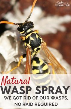 You don't need Raid or yucky chemicals to kill your bee hive or wasp nest. Get rid of wasps naturally with this super simple recipe. Getting Rid Of Bees, Wasp Killer, Wasp Spray, Wasp Repellent, Get Rid Of Wasps, Bug Repellant, Wasp Traps, Wasp Nest, Diy Pest Control