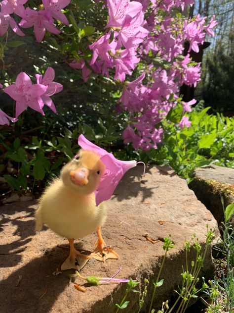 Kawaii, Duck Pfp Funny, Duck Pfp, Duck Photo, Fur Real Friends, Cute Ducklings, Funny Duck, Cute Small Animals, Fluffy Puppies