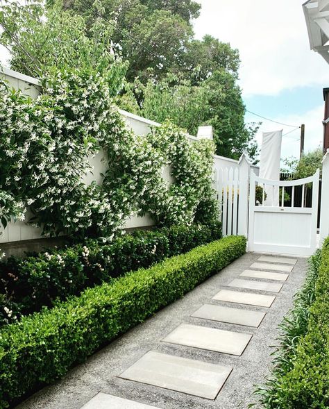 A wider view & before shot of this jasmine espalier. It’s a great idea for long narrow spaces. And all the windows along the side of this… | Instagram Narrow Garden, Garden Hedges, Side Yard Landscaping, Jasmine Plant, Driveway Landscaping, Front Garden Design, Ground Pools, Garden Wallpaper, Front Landscaping