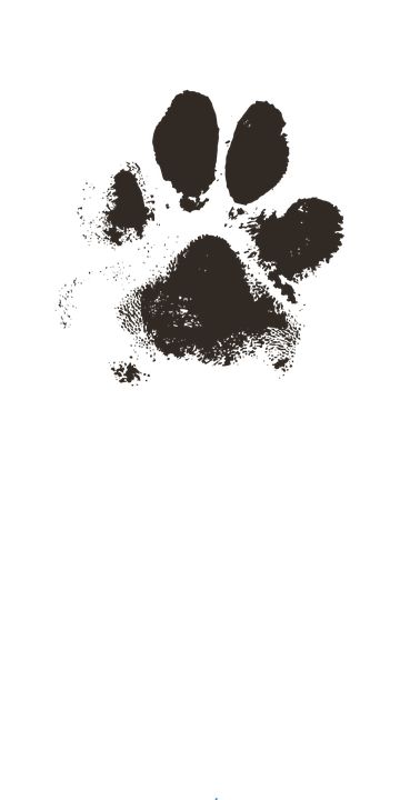 Watercolor Paw Print Tattoo, Cat Paw Print Art, Watercolor Paw Print, Scroll Clipart, Paw Print Drawing, Dog Paw Art, Dog Paw Drawing, Paw Tattoos, Cat Paw Tattoos