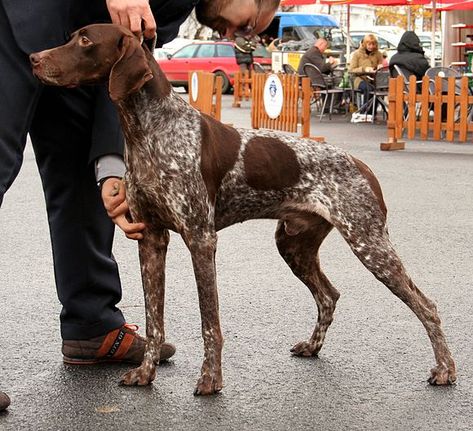 Braque français, type Gascogne — Wikipédia Braque Du Bourbonnais, Hunting Dogs Breeds, Gsp Dogs, Gsp Puppies, German Shorthaired Pointer Dog, Pointer Puppies, Best Dog Toys, German Shorthair, Dog List