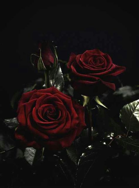 Red Roses Dark Red Roses, Books Ideas, Gothic Rose, Rosé Aesthetic, Dark Flowers, Pierce The Veil, Black Flowers, Rose Wallpaper, Red Aesthetic