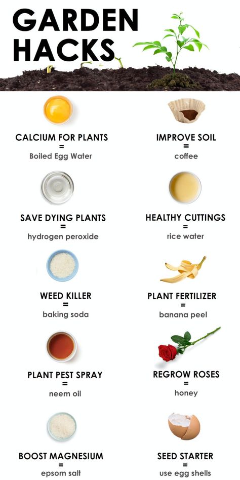 Garden Remedies, Gardening Projects, Vegetable Garden Planning, Plant Care Houseplant, Garden Hacks, Vegetable Garden Diy, Gardening Hacks, Plant Nutrients, Growing Plants Indoors