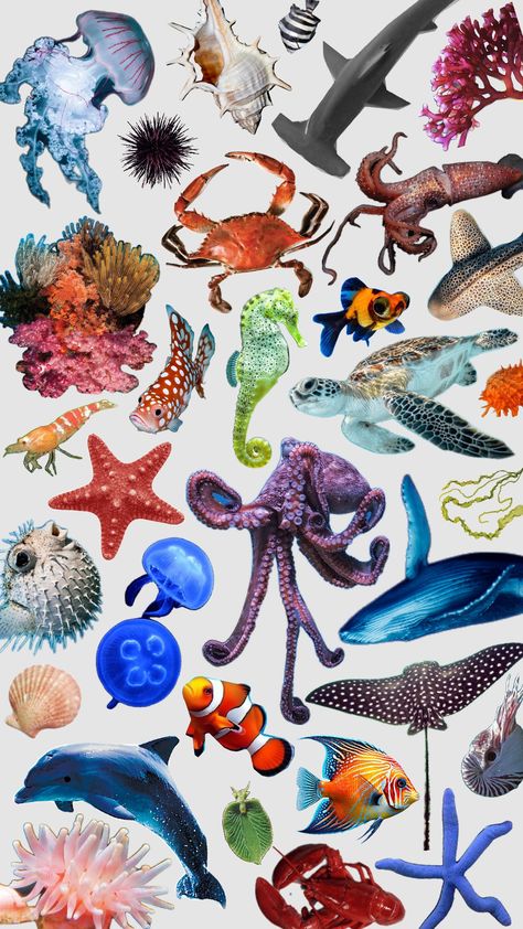 Collage Wallpaper, Water Animals, Sea Creature, Pattern Illustration, Colorful Drawings, Sea Animals, Aesthetic Photography, Marine Life, Sea Creatures