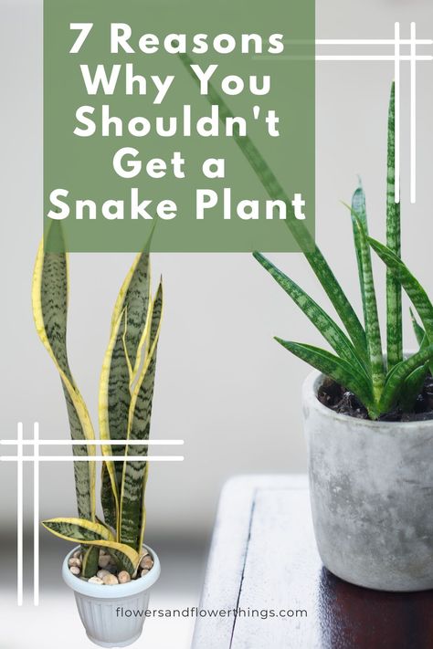 Are you considering getting a snake plant or Sansevieria? Here are seven disadvantages of the snake plant succulent that you should know before you get one. Snake Plant Styling, Hanging Snake Plant, Plant Decor Indoor Bedrooms, Snake Plant Garden Ideas, Indoor Snake Plant Decor, Potted Snake Plant Outdoor, Aesthetic Indoor Plants, Sansevieria Plant Decor, Snake Plant Display