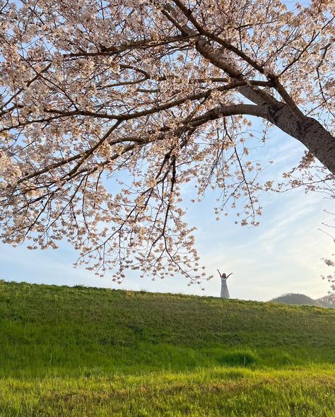 Are you looking for a peaceful place to enjoy the Sakura season? If so, Okayama might be just the destination you need!✨😉 Not only will you be able to appreciate the stunning spring blossoms, but you’ll also get to do it in a serene environment with fewer crowds around. I’ve got a list of places you can explore to make the most of your spring trip in Okayama Prefecture. 🌸 1-2.📍Kojimako-Hanakairou #児島湖花回廊 🗺️〒702-8055 Okayama, Minami Ward, Chikkomidorimachi, 2 Chome, Unnamed Road 3.📍Asahika... Sakura Season, Okayama Japan, Meditation Photos, A Peaceful Place, Serene Environment, Peaceful Place, Spring Blossoms, Okayama, Spring Trip