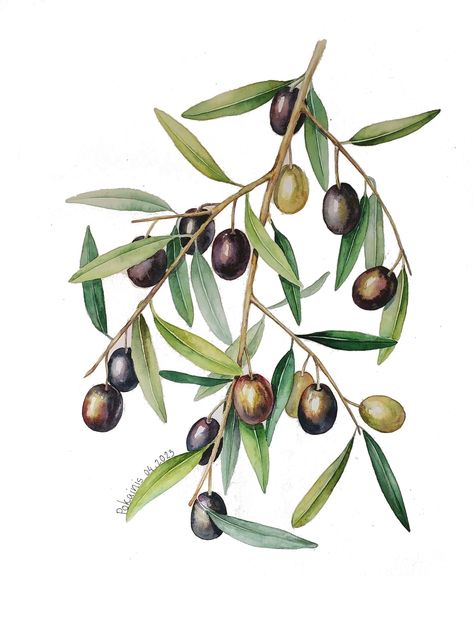 Olive Branch Painting, Greece Watercolor, Olive Tree Painting, Branch Painting, Plant Watercolor, Watercolor Border, Botanical Artwork, Watercolor Plants, Plant Painting