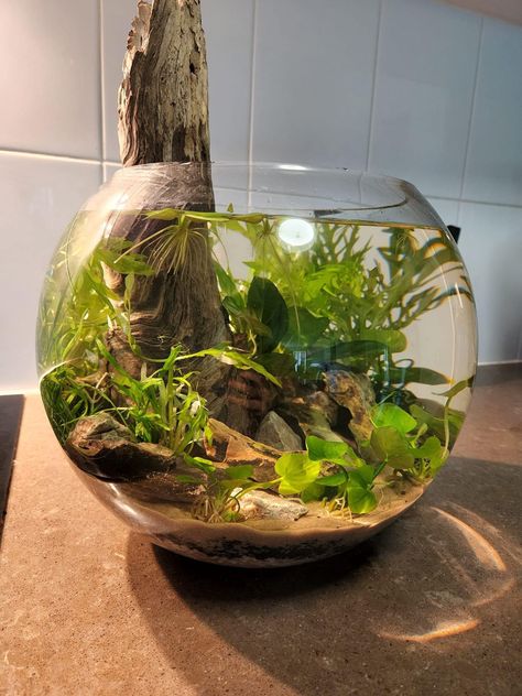 10g Aquascape, Shrimp Bowl Aquarium, Small Planted Aquarium Ideas, Fishbowl Aquascape, Fish Bowl Aquascape, Bowl Aquascape, Moss Garden Terrarium, Moss Terrarium Ideas, Indoor Moss Garden