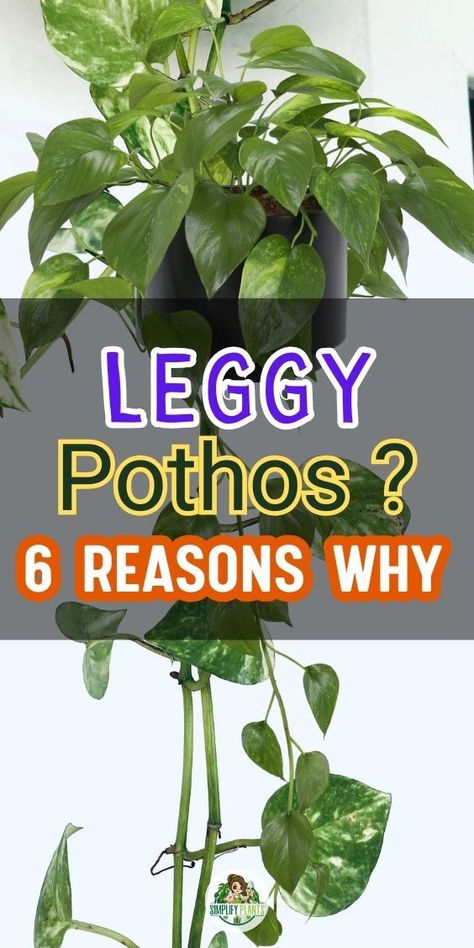 Pothos Plant Care | Indoor Plant Problems - Pothos Plant Care | Indoor Plant Problems - Causes of leggy Pothos plants
Fixing a leggy Pothos -
- Solutions for leggy Pothos growth
- Reasons behind Pothos elongation
- Treating legginess in Pothos plants
- Pothos plant leggy appearance remedies
- Pruning tips for leggy Pothos
- Addressing legginess in Pothos care
- Revitalizing a leggy Pothos plant
- Proper pruning to encourage bushy Pothos
- Fertilization and Pothos plant shape Pothos Plant Decor, Pathos Plant, Inside House Plants, Ivy Plant Indoor, Pothos Plant Care, Potted Plants Patio, Lucky Plant, Indoor Flower Pots, Plant Care Houseplant