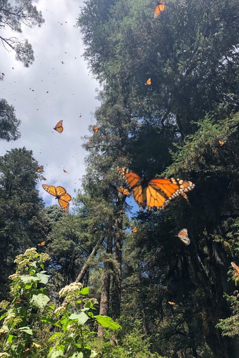 The monarch butterfly migration in Michoacan is one of the best and most beautiful hikes in Mexico. This is exactly how to add it to your travels through the country! #MexicoTravel #MonarchMigration Monarch Butterfly Migration, Butterfly Migration, Monarch Butterflies, The Monarch, Monarch Butterfly, Butterflies, Trees, Orange, Mexico