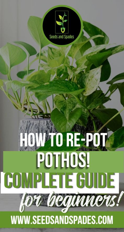 Pathos Plant, Pothos Plant Care, Repotting Plants, Garden Remedies, Ivy Plants, Plant Hacks, Inside Plants, Pothos Plant, Growing Plants Indoors