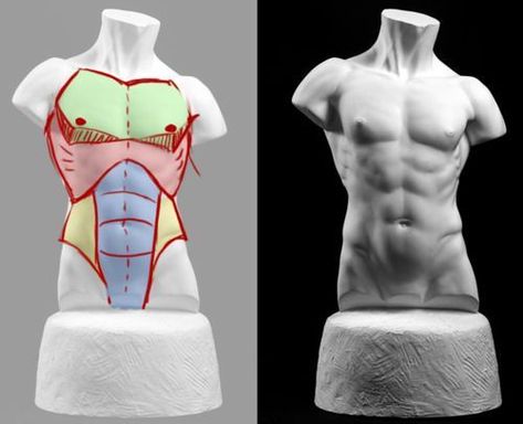 Drawing Male Anatomy, 남성 근육, Male Figure Drawing, Man Anatomy, Anatomy Tutorial, Male Torso, Body Drawing Tutorial, Human Anatomy Drawing, Human Figure Drawing