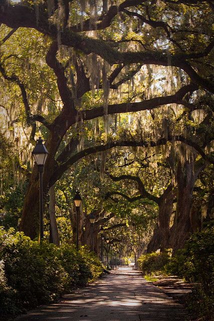 Savannah, GA streets are lined with trees draped in Spanish moss and it is so beautiful everywhere!! Tree Tunnel, Spring Break Trips, Into The Wild, Samar, Elba, Pretty Places, Beautiful Tree, Oh The Places Youll Go, Rhode Island