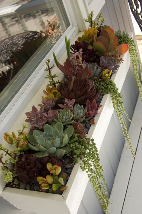 Succulent Cacti Garden, Succulents In Window Boxes, Succulent Planter Box Ideas Outdoor, Suculant Garden Ideas Planters, Outdoor Planter Box Ideas Plants, Succulent Box Planter, Tall Succulents Plants Outdoor, Succulent Garden Design Pots & Planters, Succulent Planter Box Ideas