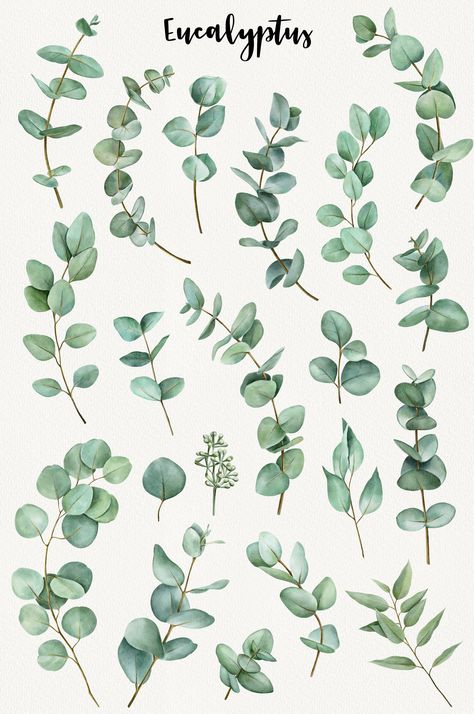 Watercolor eucalyptus clipart perfect for wedding invitations, floral arrangements, forest and woodland themed designs. #eucalyptus #watercolor #clipart #floral #wedding . #Eucalyptus_Clipart #Branches_Wedding #Beach_Clipart #Feuille_Eucalyptus Eucalyptus Clipart, Branches Wedding, Leave Pattern, Wedding Branches, Wedding Greenery, Feuille Eucalyptus, Watercolor Eucalyptus, Eucalyptus Branches, Watercolor Nursery