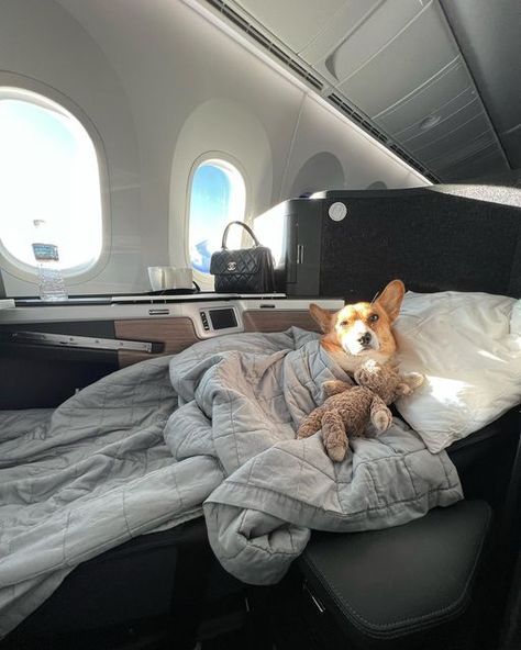 Dog On Private Jet, Corgi Service Dog, Dogs Traveling, Dog On Plane, Dog Business Aesthetic, Travelling With Dog, Dog On Airplane, Travel Dog Aesthetic, Traveling With Your Dog