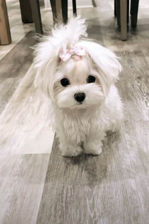 White Maltipoo, Anjing Maltese, Bichon Puppy, Anjing Poodle, White Fluffy Dog, Cute Maltese, Cute White Dogs, Bichon Dog, Cute Fluffy Dogs