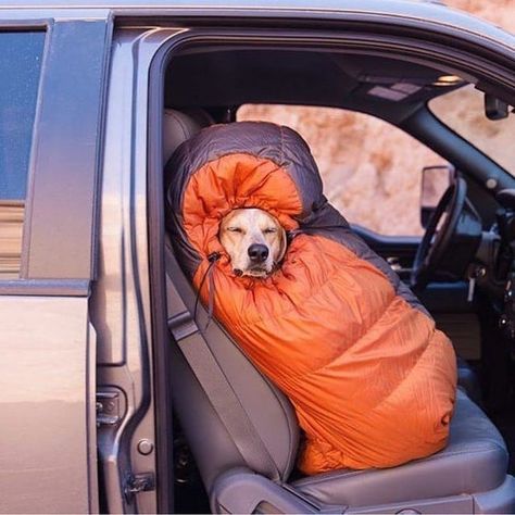 Photos of Dogs Camping Dogs Camping, Dogs Products, Camping With Dogs, Camping Photography, Dog Camping, Dog Adventure, Dog Photos, Tent Camping, Dog Life