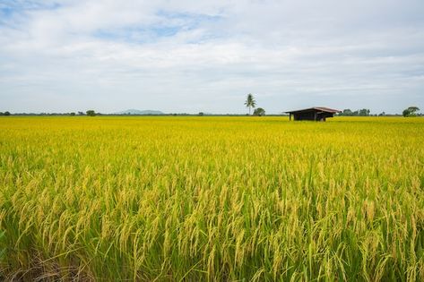 Yellow green rice field | Premium Photo #Freepik #photo #paddy-field #rice-field #rice-farm #rice-paddy Rice Fields Philippines, Rice Field Photography, Kota Belud, Rice Farm, Farm Background, Rice Plant, Paddy Field, Photo Yellow, Tree Project