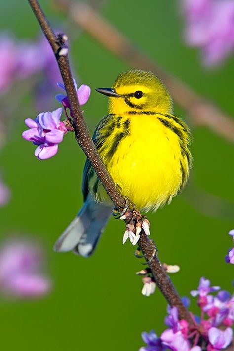 Prairie warbler sitting on flowering branch Bird Aesthetic, Wallpaper Dog Aesthetic, Animals And Pet Supplies, Dog Tattoo Ideas, Wallpaper Dog, Aesthetic Dog, Dog Aesthetic, Spring Birds, Yellow Bird