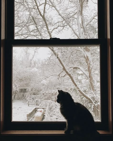 Snow Cat Aesthetic, Aesthetic Dark Cat, Dark Snow Aesthetic, Indoor Photo Ideas, Shadow Window, Twilight Landscape, Cat Shadow, Photos Winter, Door Indoor