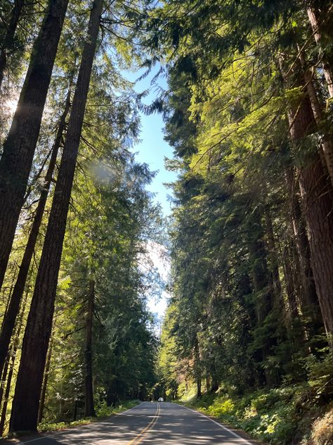 Washington State Nature, Off Roading Aesthetic, Washington State Summer, Washington State Aesthetic, Pnw Trees, Rural Washington, Washington Aesthetic, Washington Summer, Pnw Aesthetic