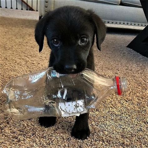 World Cutest Dog, Black Puppy, Cutest Dog Ever, Puppy Dog Eyes, Cute Puppy Pictures, Black Lab Puppies, Cute Dog Pictures, Pretty Dogs, Lab Puppies