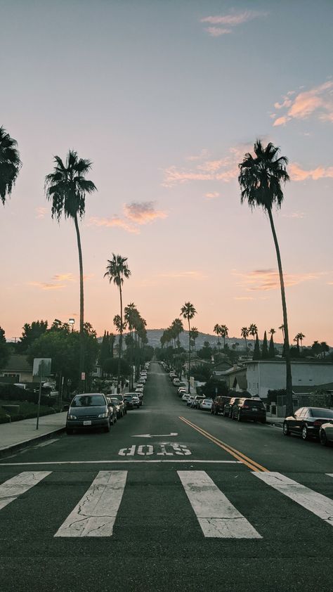 California Palm Trees Aesthetic, California Astethic, Old California Aesthetic, South California Aesthetic, San Jose California Aesthetic, California Aesthetic Wallpaper, Vintage California Aesthetic, California Background, Southern California Aesthetic