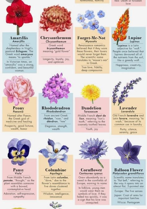 Different Flowers Types, Types Of Flowers And Meanings, Flower Representation, Different Flowers And Their Meanings, Flower Descriptions, Flower Kinds, Flower And Meaning, The Meaning Of Flowers, Flower Information