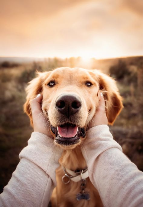 Golden Retriever // Pet photography // Dog photography// Pet Photoshoot // Dog Photoshoot // Dog Photoshoot poses Dog Owner Photoshoot, Dog Family Pictures, Family Dog Photos, Pet Photography Poses, Dog Photoshoot Pet Photography, Family Pet Photography, Dog Photography Poses, Animal Photoshoot, Puppy Photography