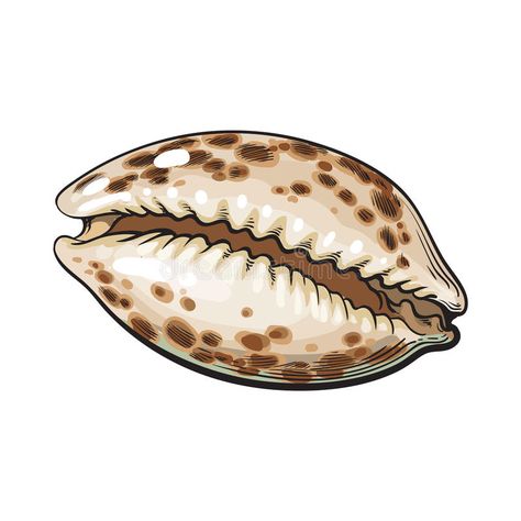 Sea Shell Sketch, Sea Shell Illustration, Shell Sketch, Shell Illustration, Shell Drawing, Shell Tattoos, Drawing Beautiful, Cowry Shell, Geometric Pattern Art