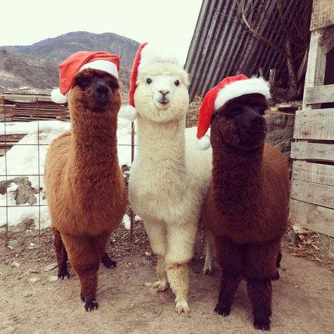 Irish Christmas Market will host an 'Alpaca Experience' to spread festive cheer | The Irish Post Irish Christmas, Cute Alpaca, Baby Animals Funny, Cute Animal Pictures, Funny Animal Pictures, Christmas Animals, 귀여운 동물, Cute Funny Animals, Animals Friends