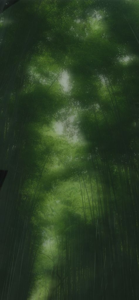 [{It's a blurry forest what can I say}] Modern Green Leaf Wallpaper, Blurry Nature Background, Drawing Backrounds Ideas, Blurry Background Wallpaper, Blurry Nature Aesthetic, Green Painting Wallpaper, Forest Phone Background, Green Blurry Aesthetic, Forest Lockscreen