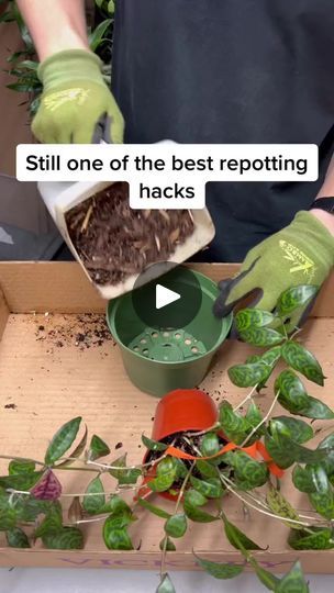 Repotting Plants, Landscaping Layout, Household Plants, Plant Care Houseplant, Plant Hacks, Inside Plants, Growing Plants Indoors, Home Vegetable Garden, House Plant Care