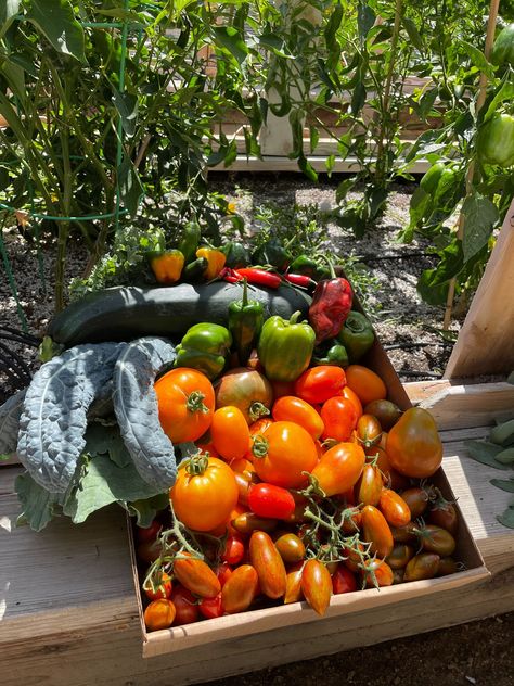 organic vegetables Garden Harvest Aesthetic, Harvesting Aesthetic, Forager Aesthetic, Harvest Aesthetic, Farm Harvest, Fall Gardening, Vegetable Plants, Harvest Basket, Happy Farm