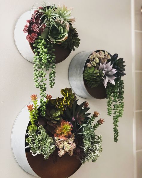 Succulents Home Decor Ideas, Succulents In Bathroom Decor, Succulent Display Ideas Living Room, Succulent Hanging Wall, Succulents On Wall, Farmhouse Succulent Decor, Succulent Decor Home, Succulent Plant Wall Indoor, Succulent Arrangements Outdoor Wall