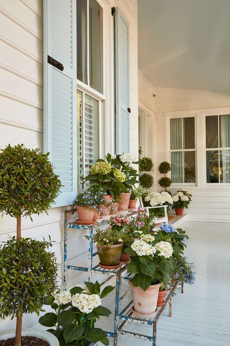 Cute Shelves, Small Garden Bench, Light Blue Houses, Hydrangea Potted, Big Leaf Hydrangea, Smooth Hydrangea, Outdoor Backdrops, Green Shutters, Summer Porch Decor