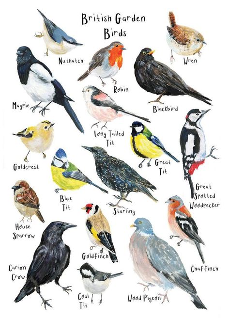 Woodland Birds Illustration, British Birds Illustration, British Wildlife Illustration, Garden Birds Uk, British Garden Birds, British Garden Ideas, British Birds Identification, Bird Art Drawing, British Animals