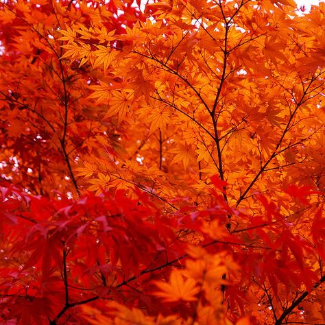 Love fall colors! Red Maple Tree, Red Painting, Red Fall, Autumn Scenes, Orange Aesthetic, Orange Leaf, Red Leaves, Maple Tree, Fall Pictures