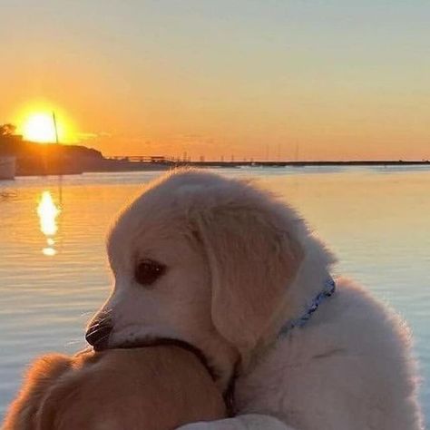 Dogs Cute, A Dog, Golden Retriever, Cute Dogs, Best Friends, Puppies, Dogs, Water, On Instagram