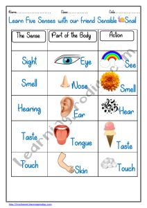 Senses Organ Chart for Preschoolers | Nursery |Kids | LearningProdigy | Charts | 5 Sense Organs Chart, Organ Chart, Sense Organs Chart, Evs Worksheet, Sight Words Kindergarten Activities, Sense Organs, Preschool Craft Activities, Dum Biryani, Preschool Craft