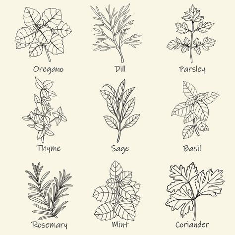 Herb Logo, Grimoire Ideas, Herb Embroidery, Freehand Sketch, Herbs Illustration, Herb Labels, Plant Sketches, Herb Art, Fineliner Art